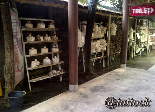 Budidaya jamur. Pengunjung bisa melihat dari dekat, jamur-jamur yang bisa disulap jadi berbagai aneka menu. Rak-rak jamur ini terletak di koridor yang menghubungkan ruang makan di belakang.