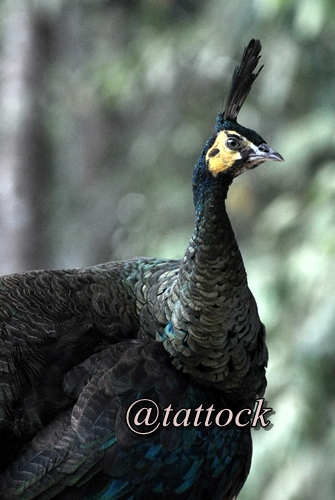 Merak (Pavo muticus), tak jauh dari Pantai Trianggulasi, Taman Nasional Alas Purwo