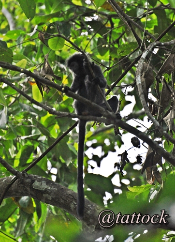 Lutung Budeng (Trachypithecus auratus). Terancam punah. Populasinya tersebar di Jawa, Bali dan Lombok