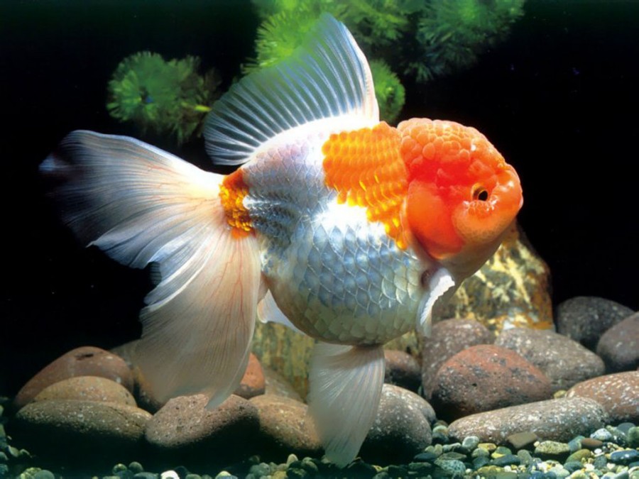 ikan-koki-oranda